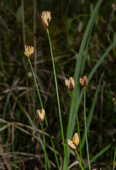 Juncus triglumis, photograph (c) Matt Berger, some rights reserved (CC BY)