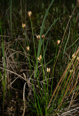 Juncus triglumis, photograph (c) Matt Berger, some rights reserved (CC BY)