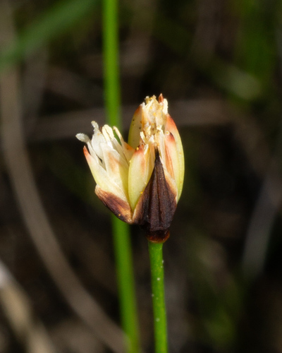 Juncus triglumis, photograph 4