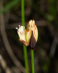 Juncus triglumis, photograph (c) Matt Berger, some rights reserved (CC BY)