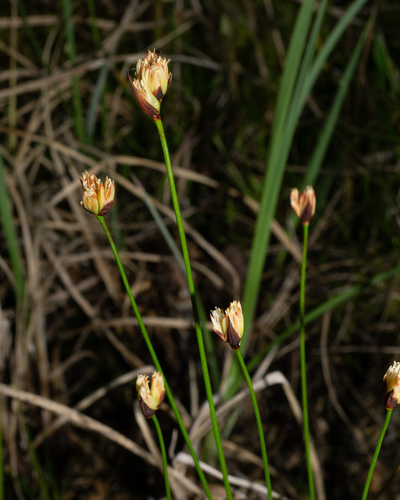 Juncus triglumis, photograph 5