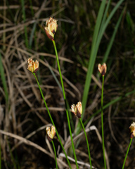 Juncus triglumis, photograph (c) Matt Berger, some rights reserved (CC BY)