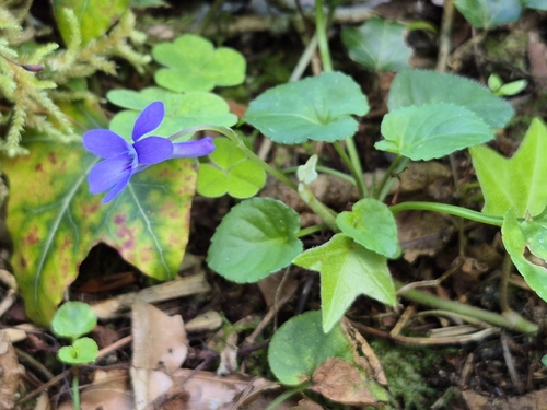 Early Dog-violet
