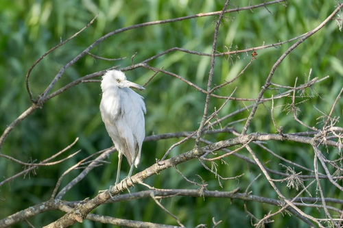 Little Blue Heron