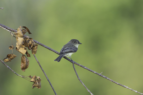 Eastern Phoebe