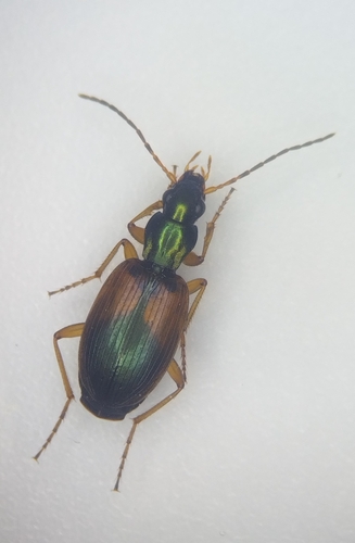 Anchomenus dorsalis