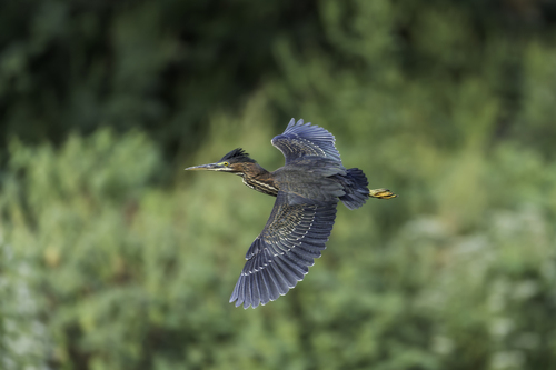 Green Heron