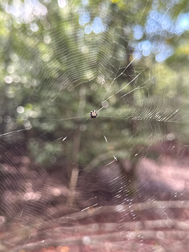 Spinybacked Orbweaver