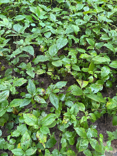 American jumpseed