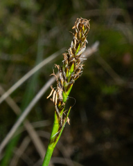 Carex simpliciuscula