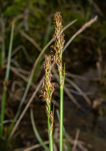 Carex simpliciuscula, photograph 3