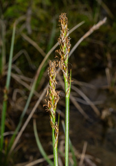 (c) Matt Berger, some rights reserved (CC BY) Carex simpliciuscula, photograph (c) Matt Berger, some rights reserved (CC BY)
