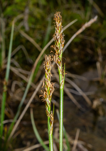 Carex simpliciuscula, photograph 2