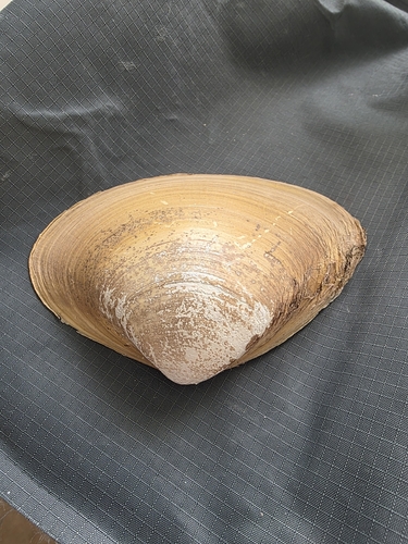 West Atlantic Surfclam