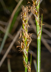 (c) Matt Berger, some rights reserved (CC BY) Carex simpliciuscula, photograph (c) Matt Berger, some rights reserved (CC BY)