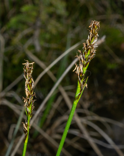 Carex simpliciuscula, photograph 5
