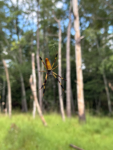 Golden Silk Spider