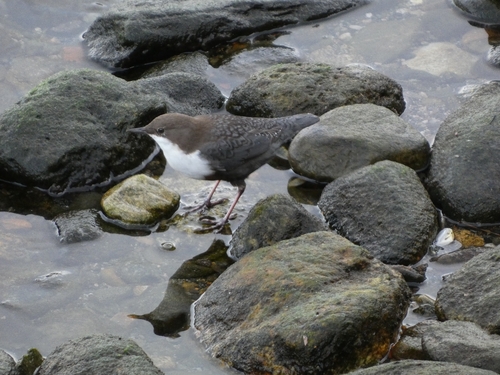 White-throated Dipper