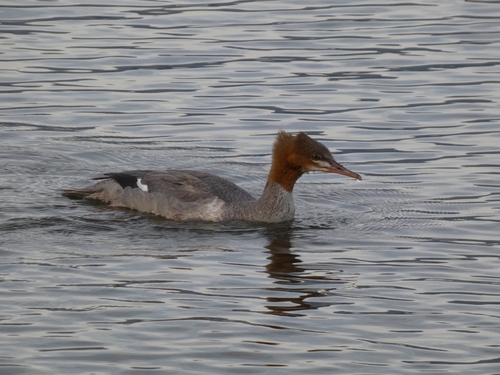Common Merganser