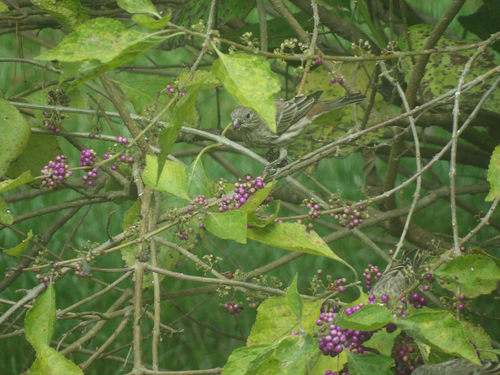 House Finch