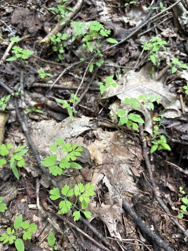 Corydalis flavula, 2026-09-20