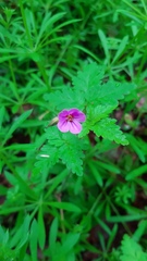 Geranium robertianum