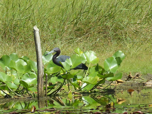 Little Blue Heron