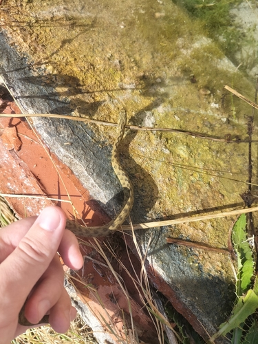 Viperine Snake