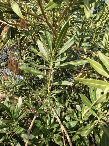 oleander