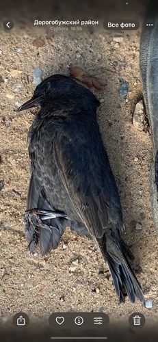 Eurasian Blackbird