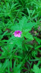 Geranium robertianum
