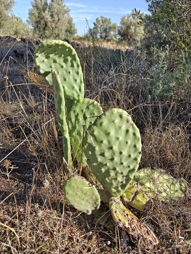Indian fig opuntia
