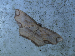 Eschatarchia lineata