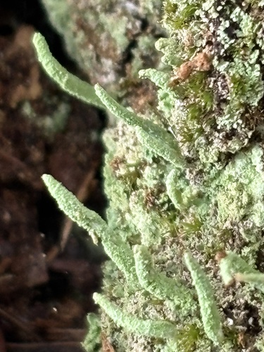 Common Powderhorn