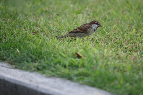 Italian Sparrow
