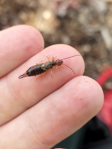 Western Earwig