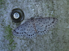 Xenoplia trivialis