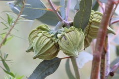 Eucalyptus youngiana