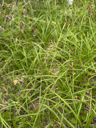 Carex vaginata, photograph 4