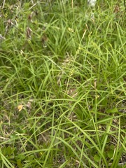 (c) Matt Berger, some rights reserved (CC BY) Carex vaginata, photograph (c) Matt Berger, some rights reserved (CC BY)