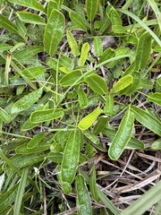 Dryas integrifolia