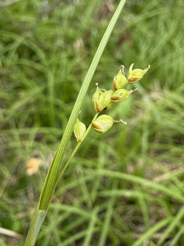 Carex vaginata, photograph 3