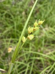 (c) Matt Berger, some rights reserved (CC BY) Carex vaginata, photograph (c) Matt Berger, some rights reserved (CC BY)