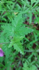 Geranium robertianum