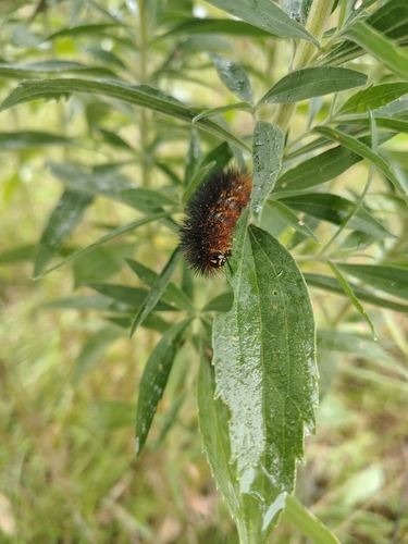 Salt Marsh Moth