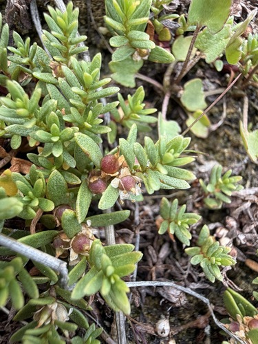 Lysimachia maritima, photograph 4