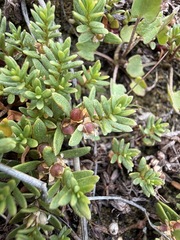 Lysimachia maritima, photograph (c) Matt Berger, some rights reserved (CC BY)