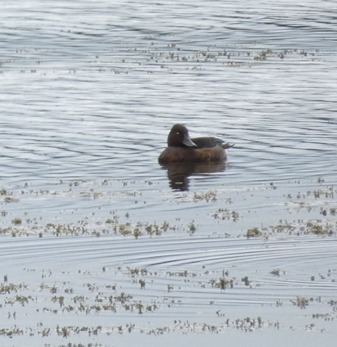 Ferruginous Duck