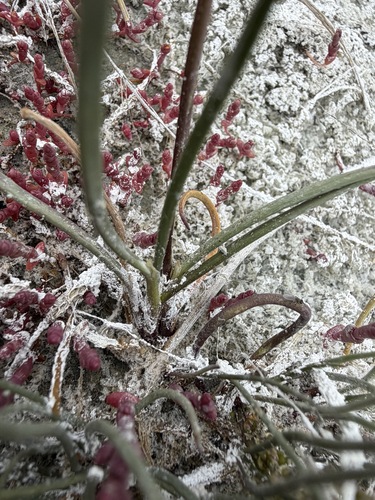 Triglochin maritima, photograph 4