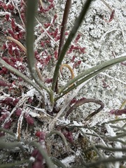 Triglochin maritima, photograph (c) Matt Berger, some rights reserved (CC BY)